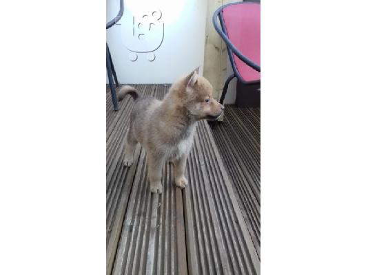 Γνήσια εκπληκτική Pomskies F1 προς πώληση